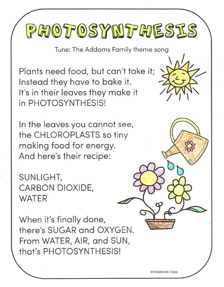 photosynthesis worksheet for middle school