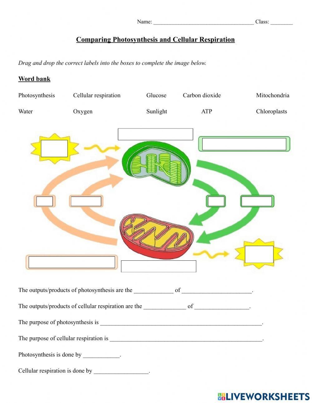 photosynthesis worksheet for middle school