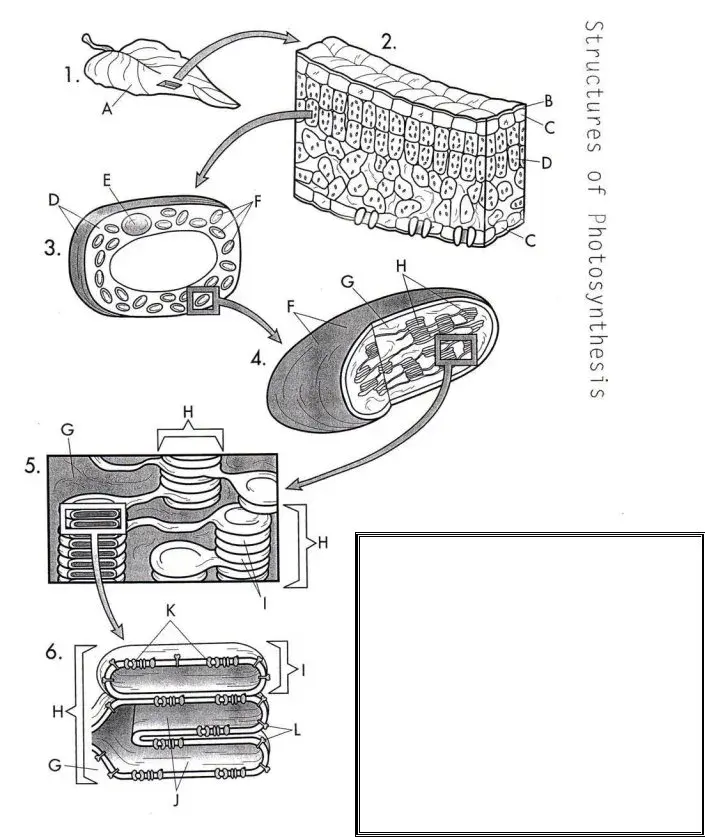 photosynthesis worksheet high school