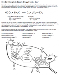 photosynthesis worksheet high school