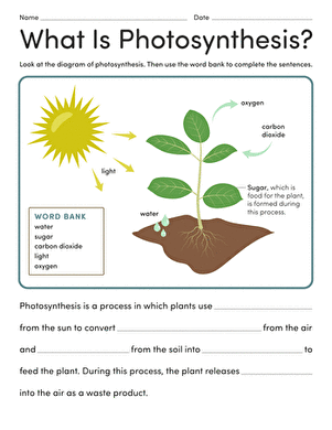 What Is Photosynthesis? | Worksheet 
