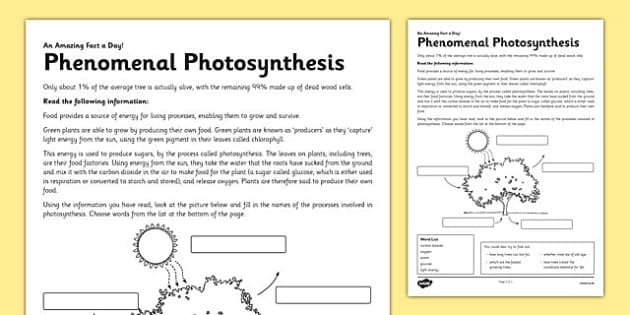 Photosynthesis Diagram Labelling - Worksheet - Twinkl