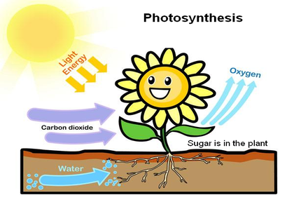 photosynthesis worksheet kids