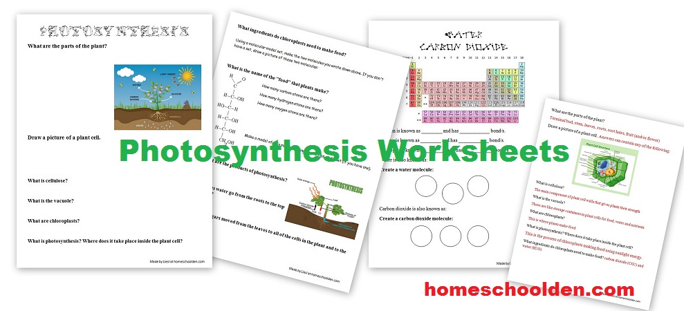 photosynthesis worksheet kids