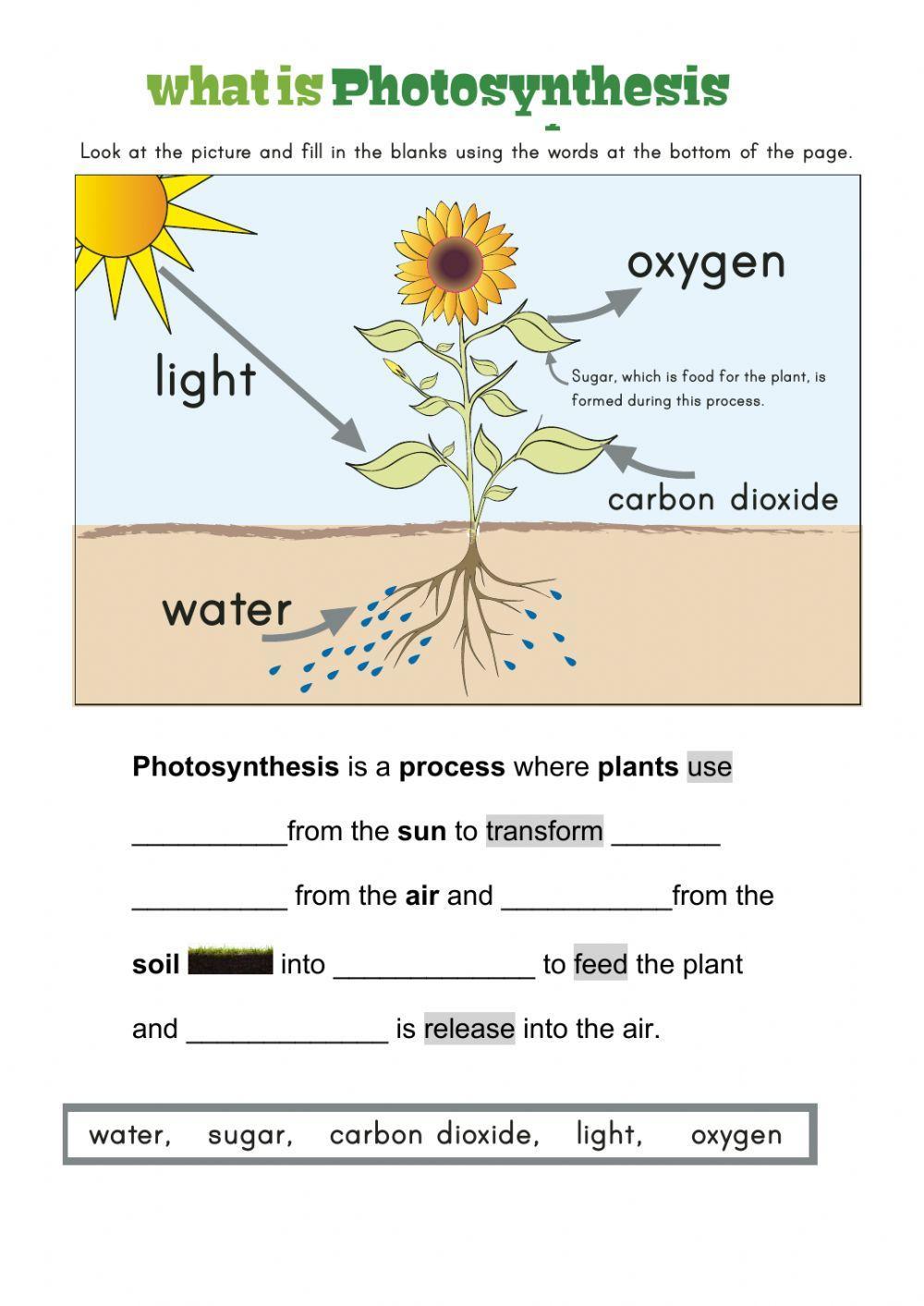 photosynthesis worksheet middle school pdf