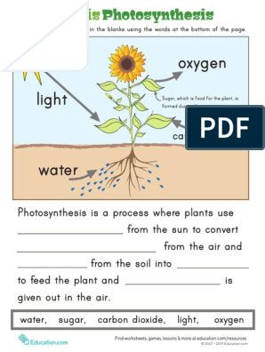 Photosynthesis Worksheet | PDF