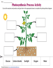 Photosynthesis Worksheets