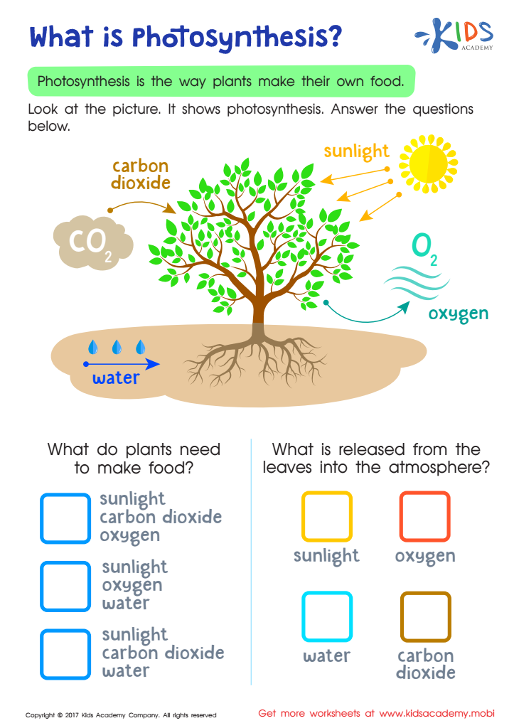 photosynthesis worksheet