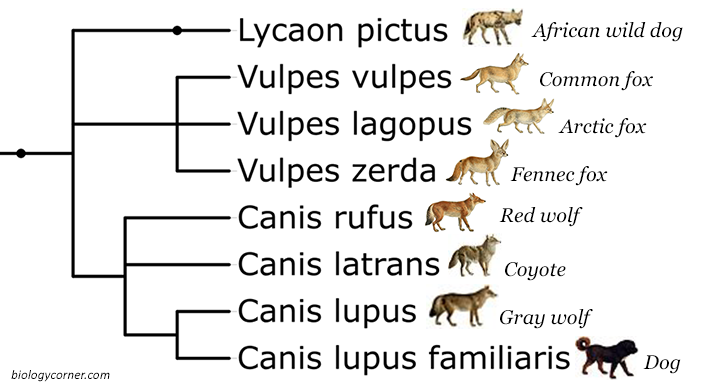 Phylogenetic Tree - Canines