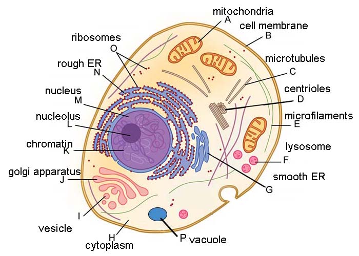 Cell Review Guide Answer Key
