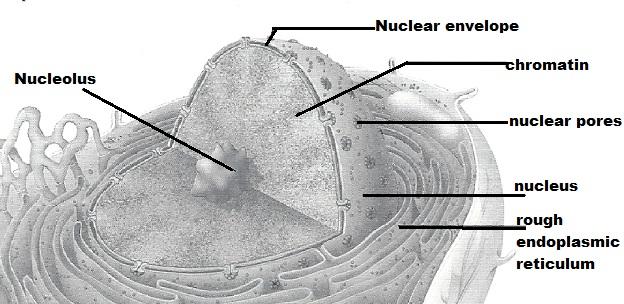 Exercise 4: The Cell - Anatomy and Division Flashcards - Easy ...