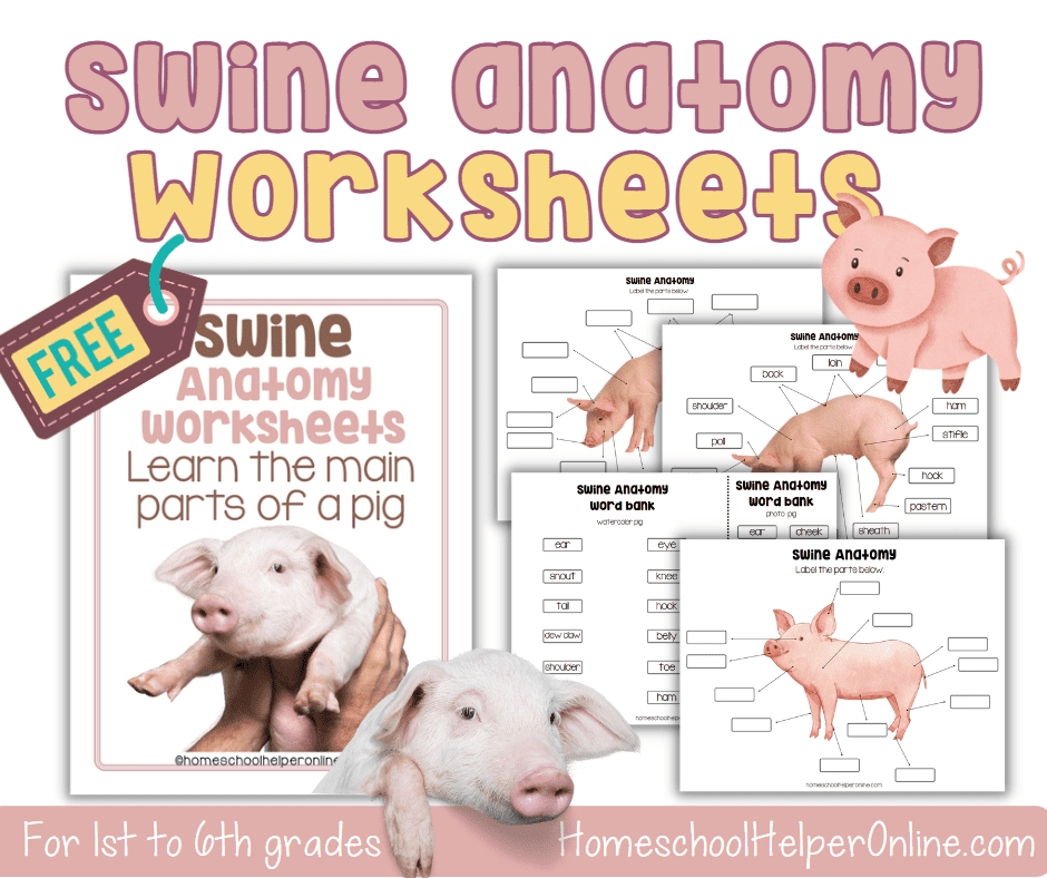 Swine or Pig Anatomy Worksheets for Elementary Students ...