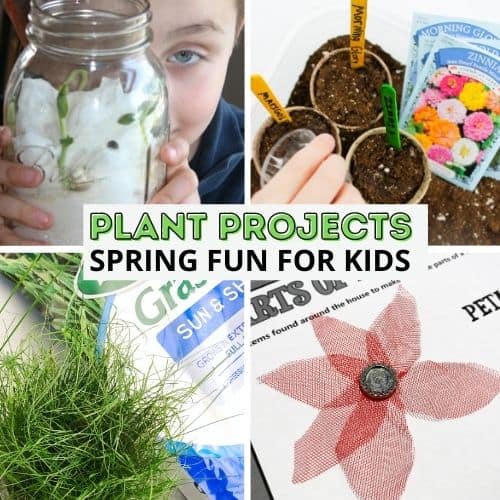 plant activities for kindergarten