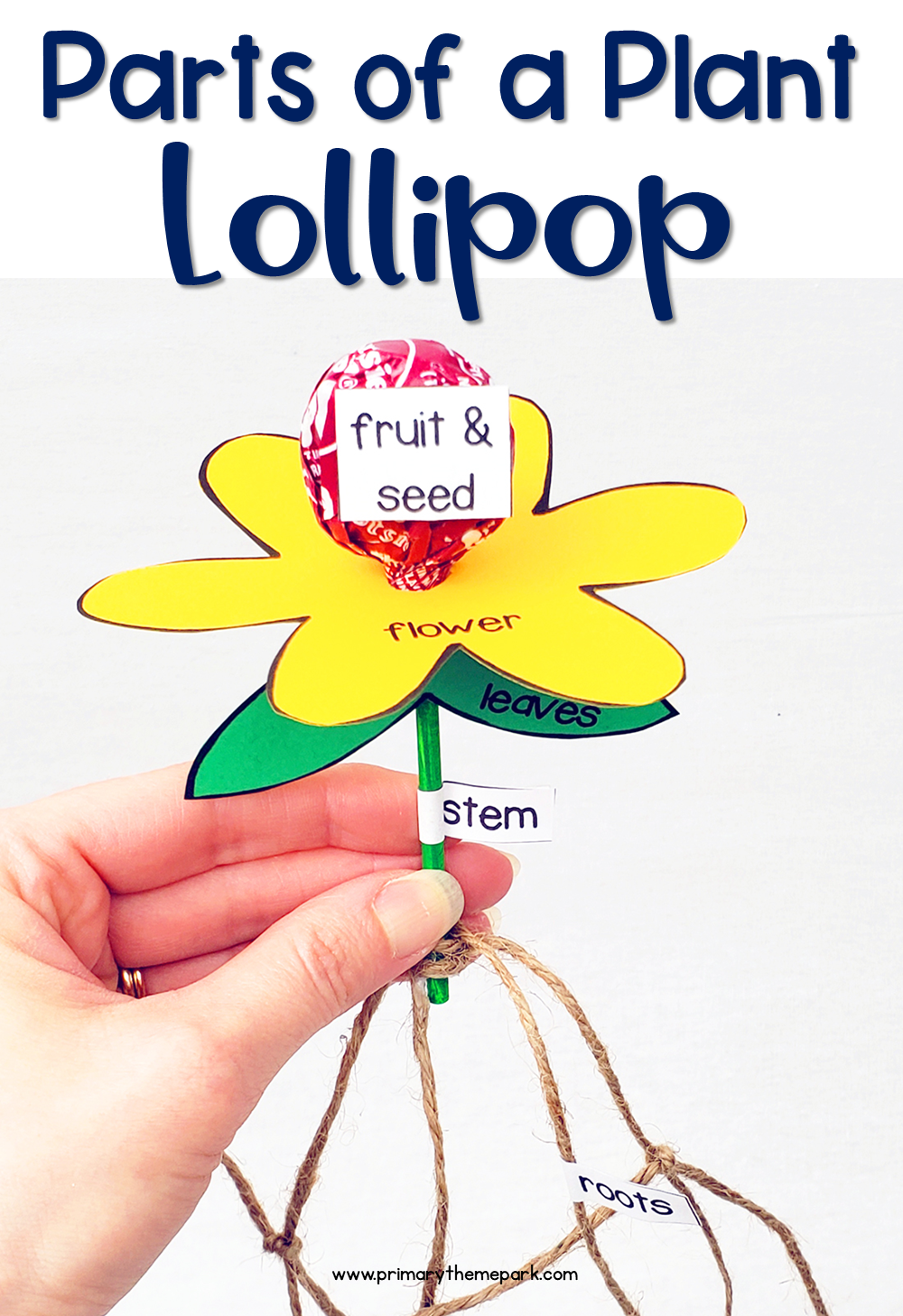 plant activities for kindergarten