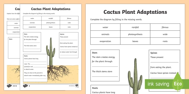 Cactus Plant Differentiated Worksheet / Worksheets - Twinkl
