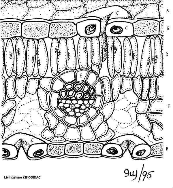 plant anatomy worksheet