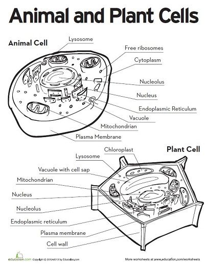 plant and animal cells diagram worksheet