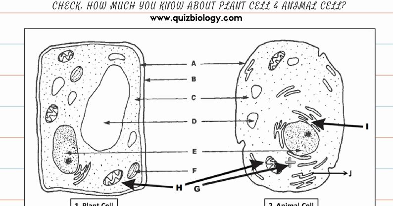 Animal and Plant Cells Worksheet Inspirational 1000 Images About ...