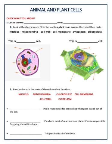 Animal and Plant Cell worksheet  