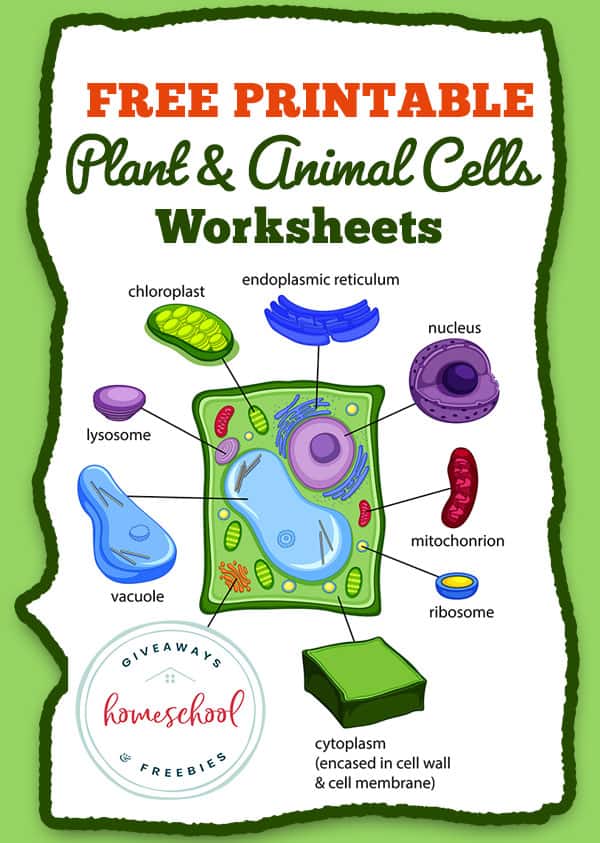 plant cell and animal cell worksheet