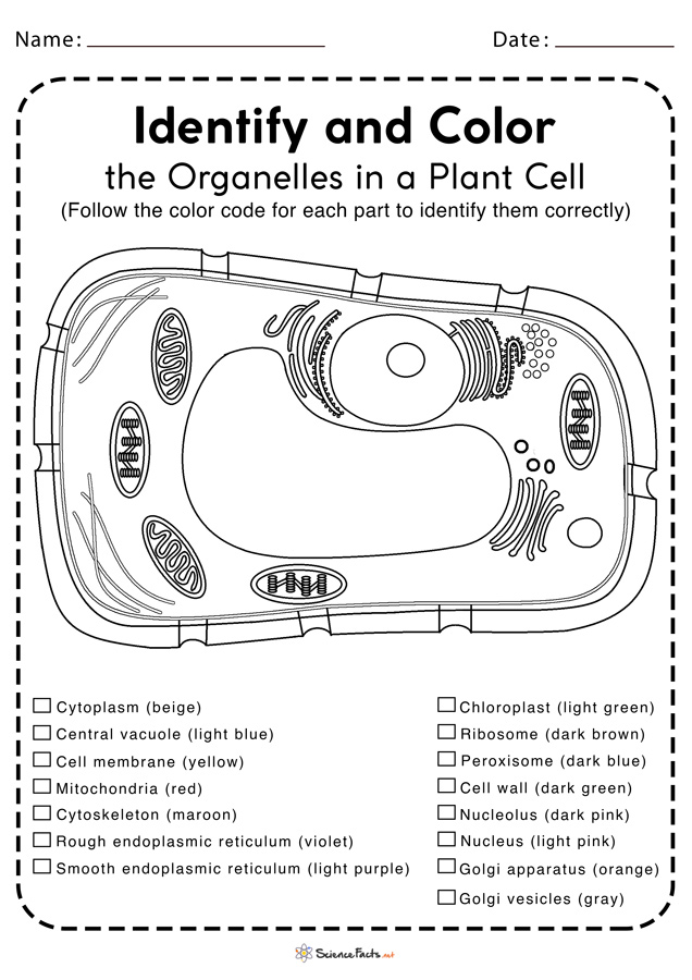 Plant Cell Coloring Worksheet