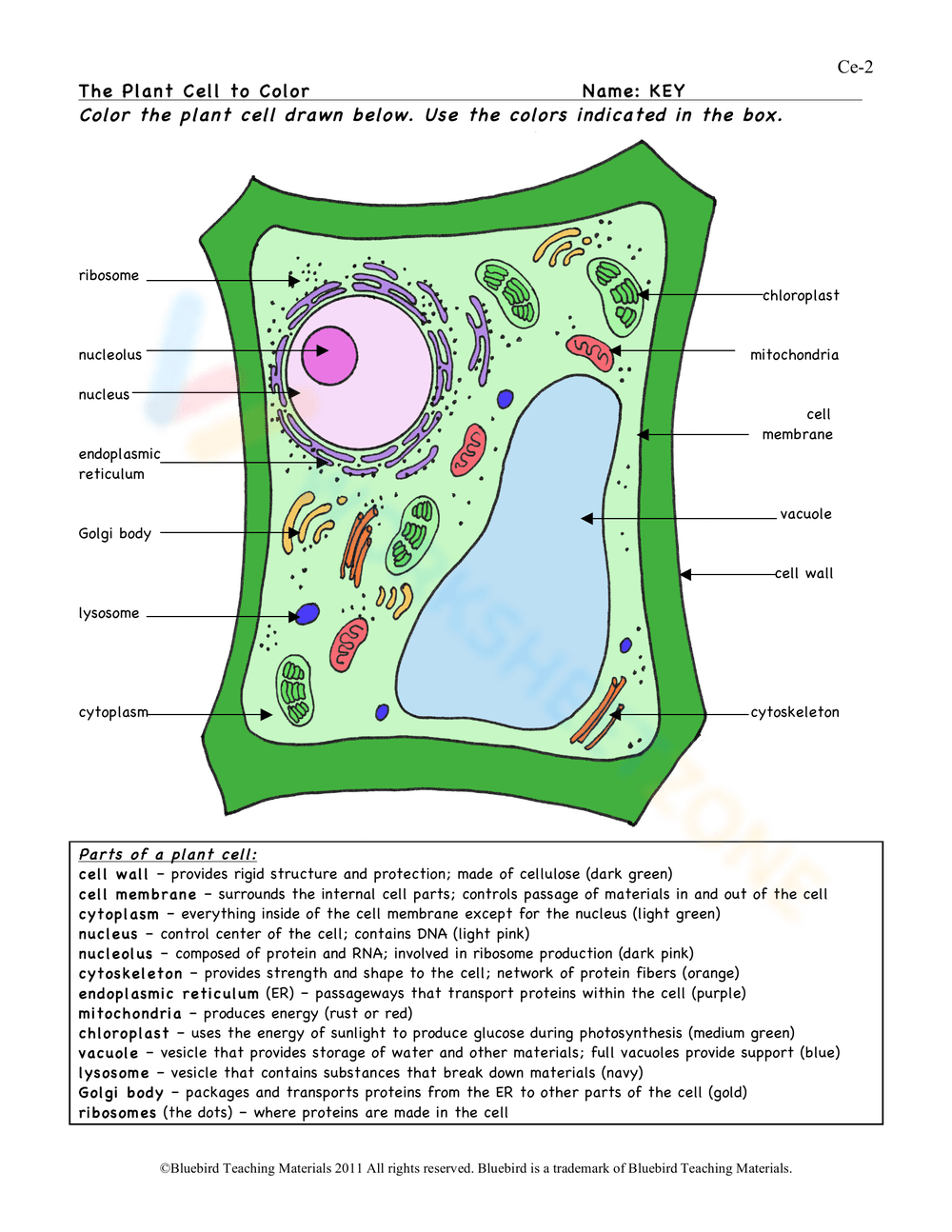 Plant Cell Coloring Worksheet