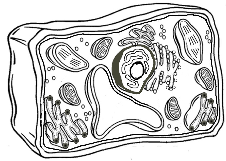 plant cell coloring worksheet key