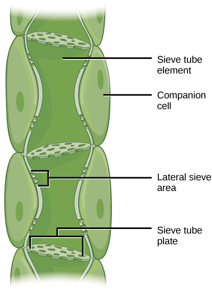 6.1 Plant Cells and Tissues - The Science of Plants