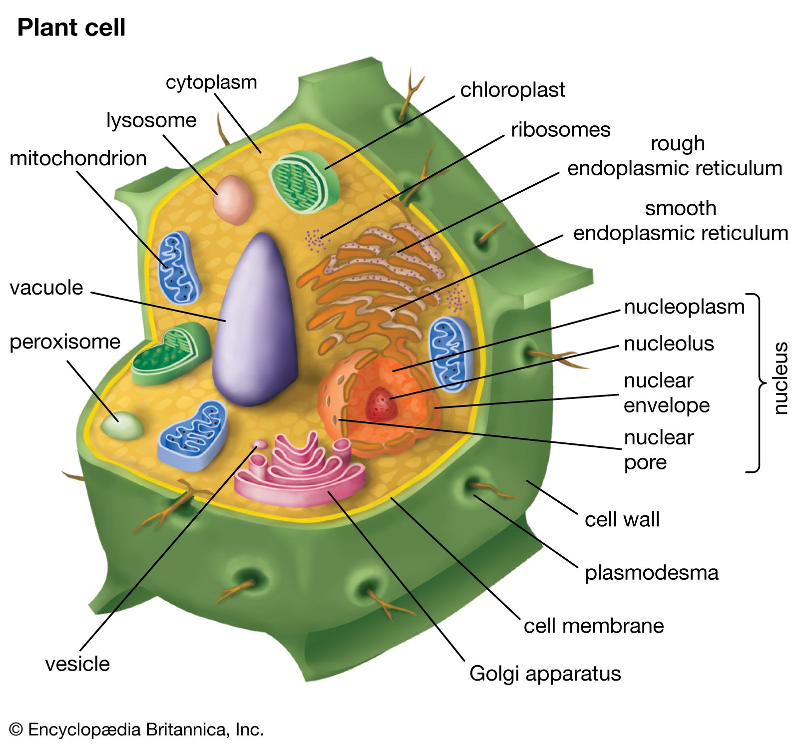 Plant cell | Definition, Characteristics, &  Diagram | Britannica