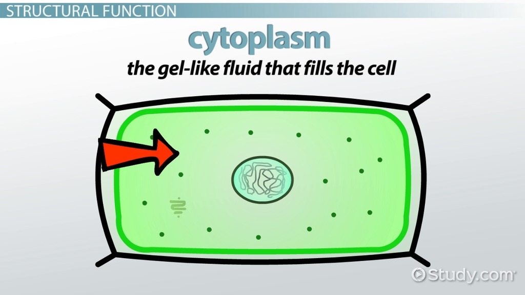 Cell Membrane | Definition &  Functions Video