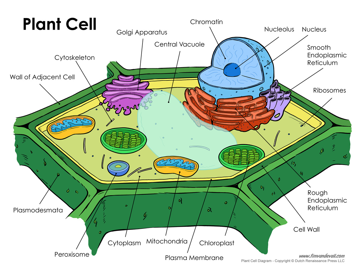 plant cell label worksheet