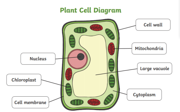 What is a Plant Cell? | Twinkl Teaching Wiki - Twinkl