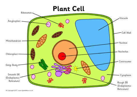 plant cell labeling worksheet