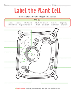 plant cell parts worksheet