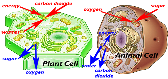 plant cell vs animal cell worksheet