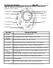 plant cell worksheet answers