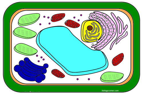 plant cell worksheet answers