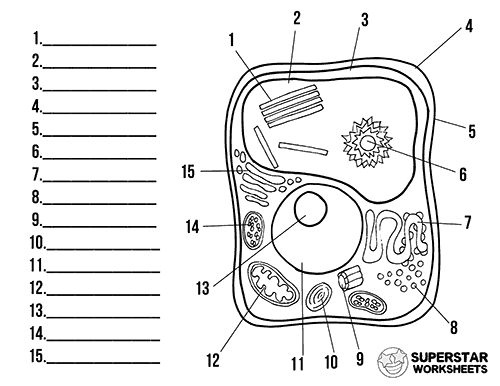 plant cell worksheet to label