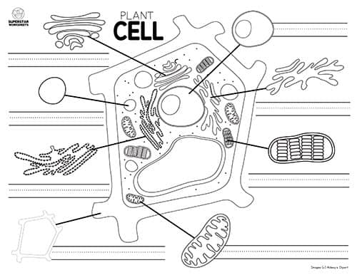 plant cell worksheet to label