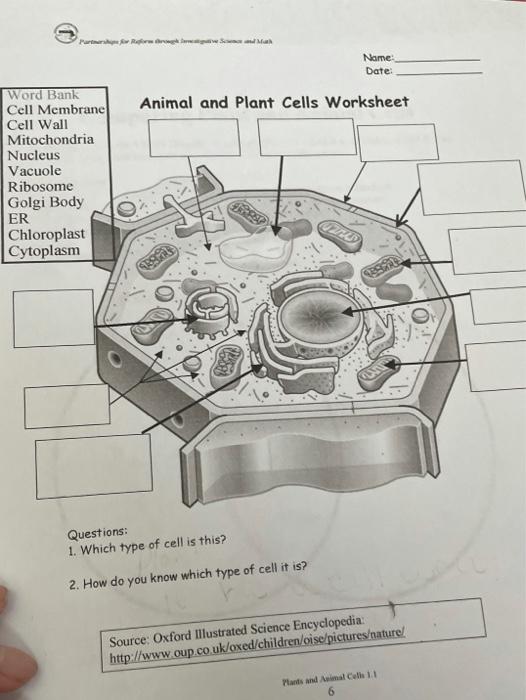 plant cell worksheet