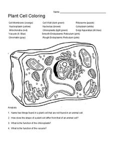 Plant Cell Coloring Worksheet for 7th - 9th Grade | Lesson Planet