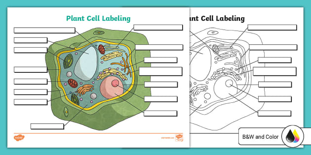 Plant Cell Labeling Activity for 6th-8th Grade - Twinkl