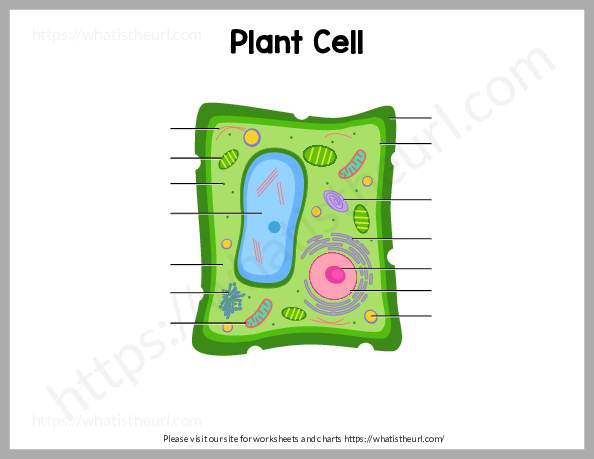 Plant Cell - Charts and Worksheets - Your Home Teacher