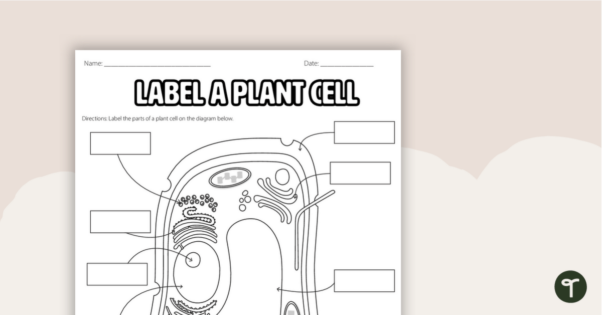 plant cells worksheet