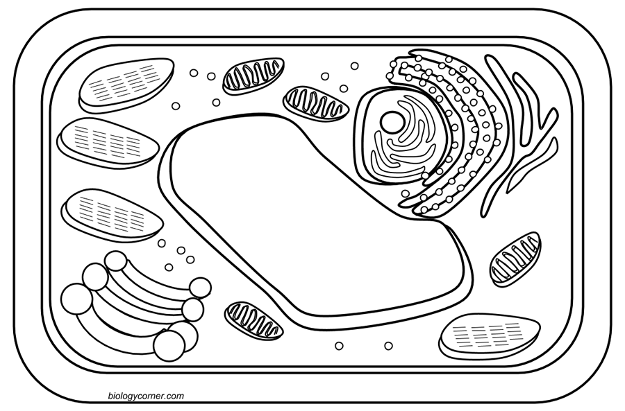 Plant Cell Coloring Worksheets Library