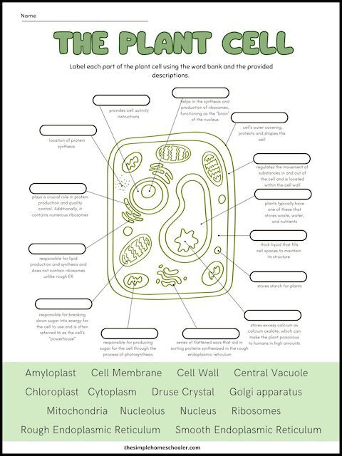 plant cells worksheet