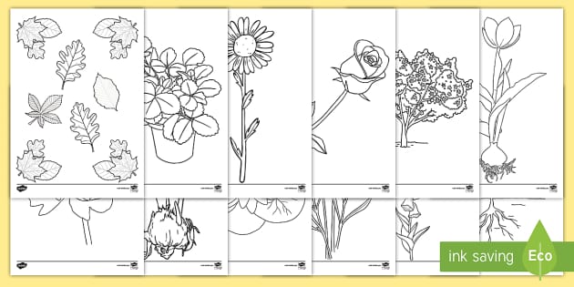 Plant Colouring Sheets (teacher made) - Twinkl