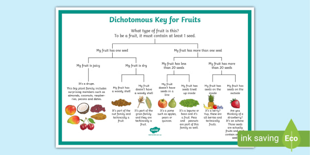plant dichotomous key worksheet