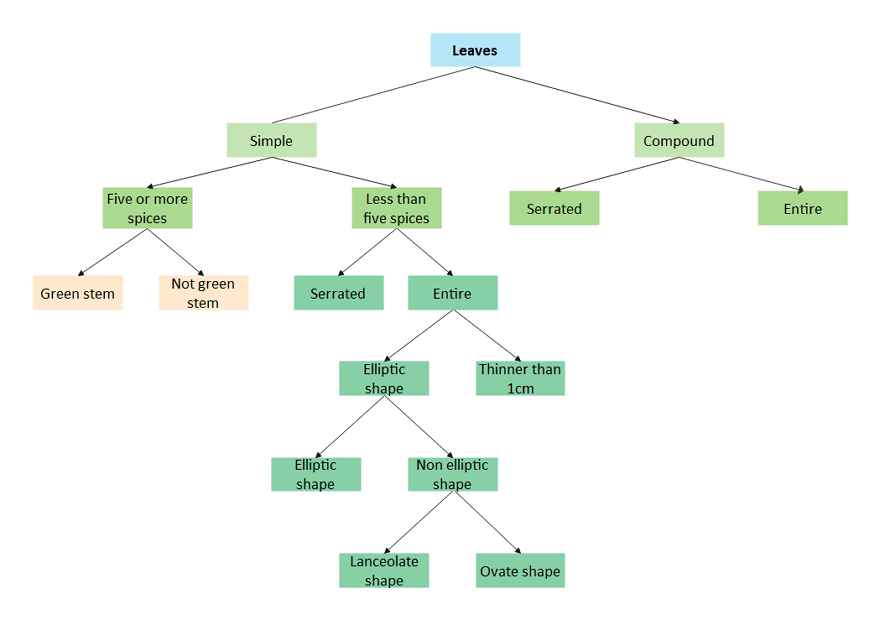 plant dichotomous key worksheet