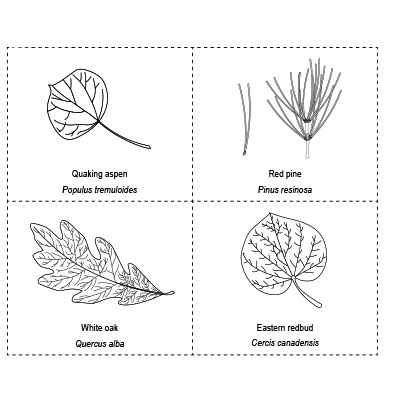 a) Create a dichotomous key that identifies the 10 leaves on the ...